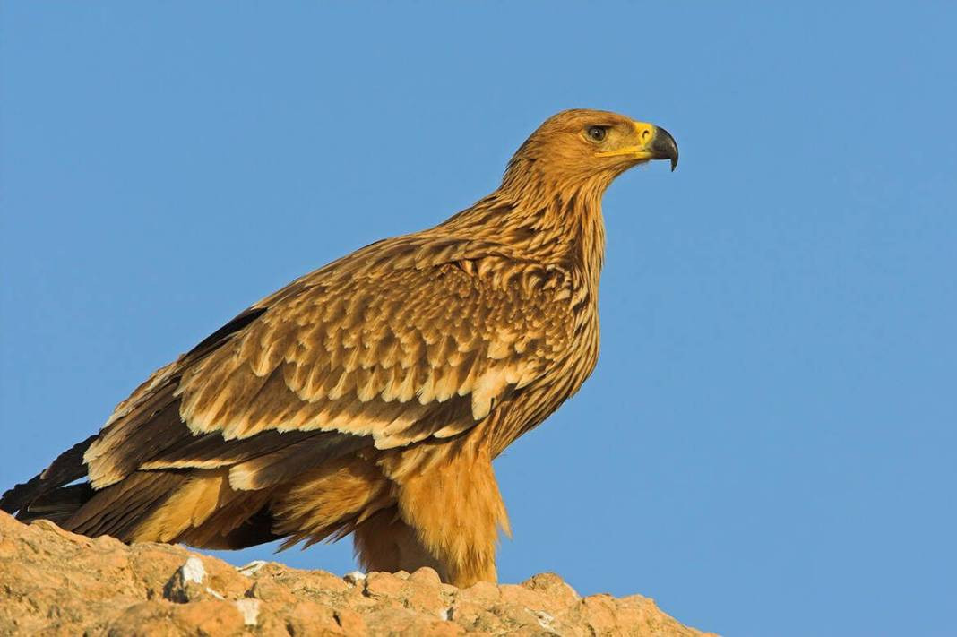 Anadolu Parsını avlayanlar yandı! Cezası 30 milyon lira - Resim: 12